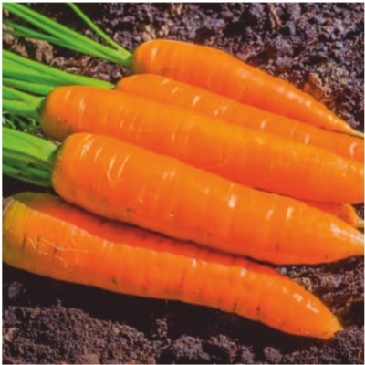 HY. CARROT NEW KURODA